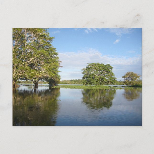 AMAZON RAINFOREST. VYKORT (Framsida)