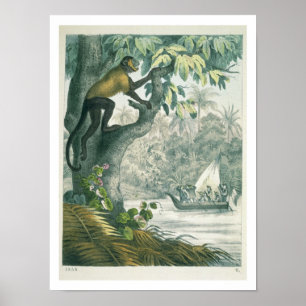 Amazonas övre lopp, från Das Buch der We Poster