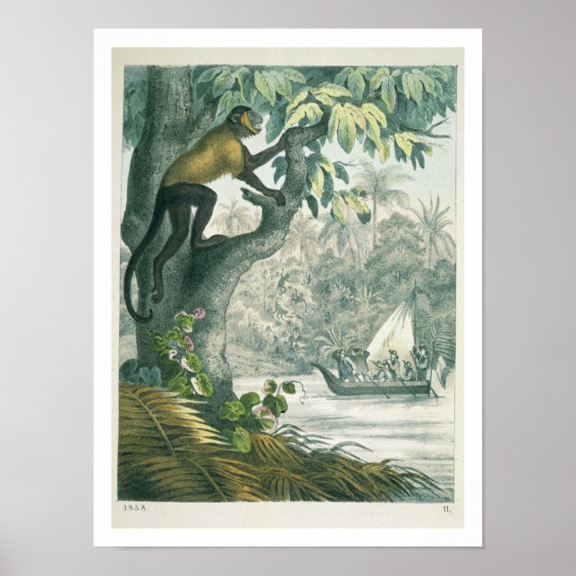 Amazonas övre lopp, från Das Buch der We Poster (Framsidan)