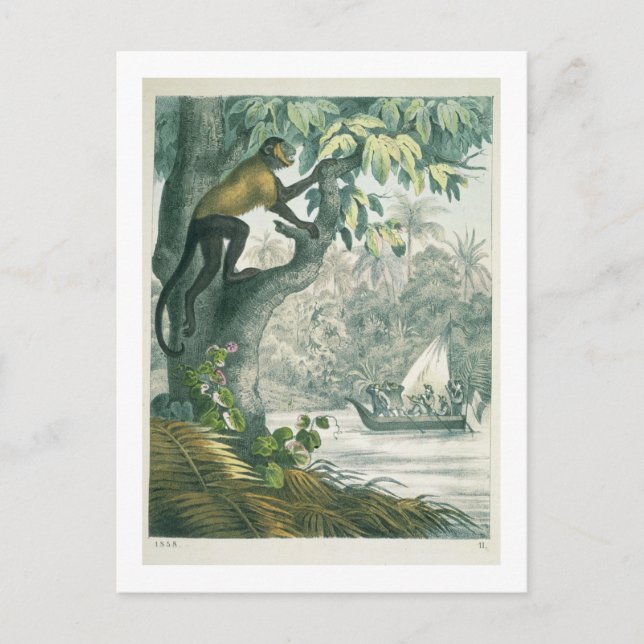 Amazonas övre lopp, från Das Buch der We Vykort (Framsida)