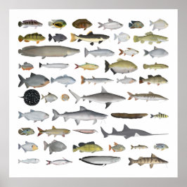 Amazonas River Basin Fish Group Poster