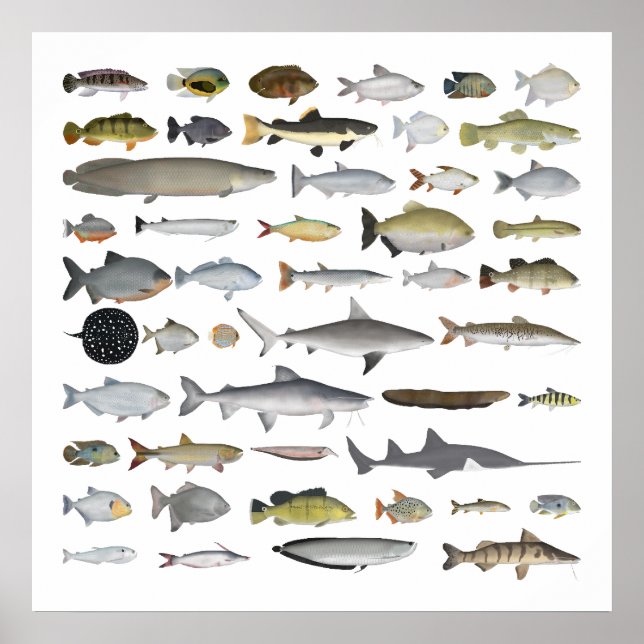 Amazonas River Basin Fish Group Poster (Framsidan)