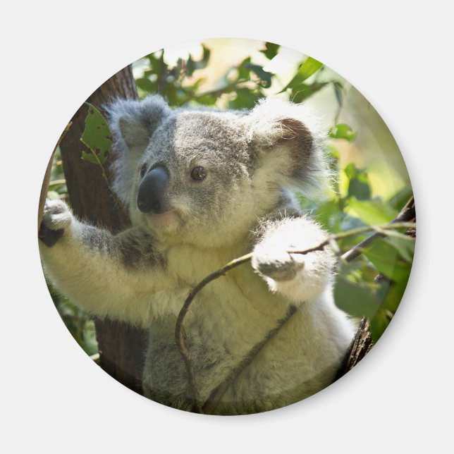 Amazonassöt baby koala i träd magnet (Framsidan)