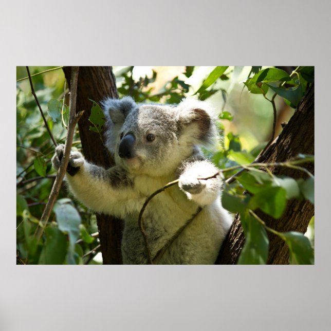 Amazonassöt baby koala i träd poster (Framsidan)