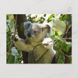 Amazonassöt baby koala i träd vykort