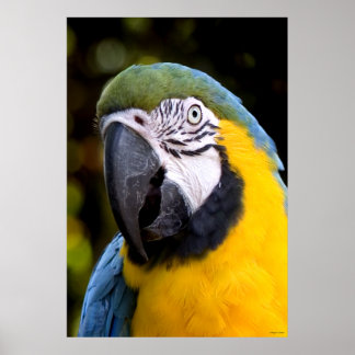 Amazonia Parrot Porträtt Poster