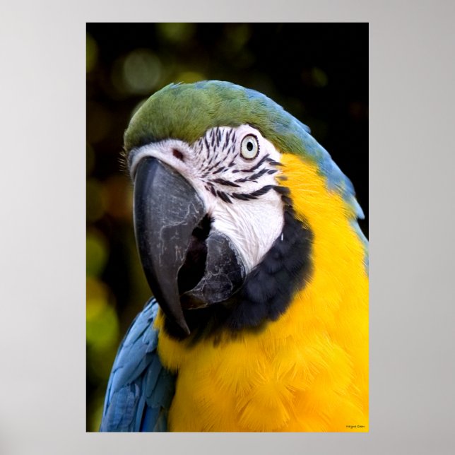 Amazonia Parrot Porträtt Poster (Framsidan)