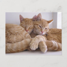 Amber & Topez Vykort