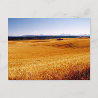 Amber Vågar-vykort Vykort