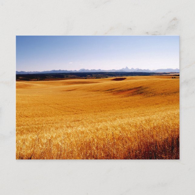 Amber Vågar-vykort Vykort (Framsida)