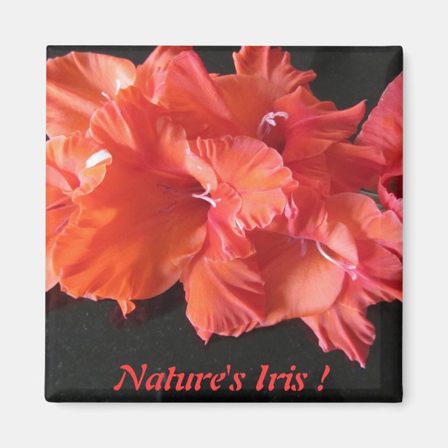 Ambers Iris Frig Magnet! Magnet (Framsidan)