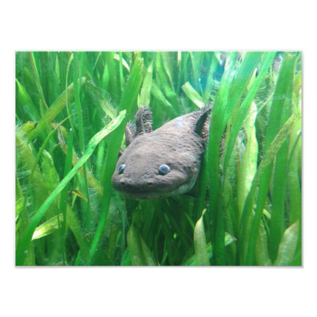 Ambystoma andersoni fototryck (Framsidan)