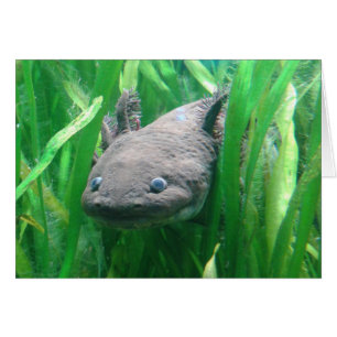 Ambystoma andersoni hälsningskort