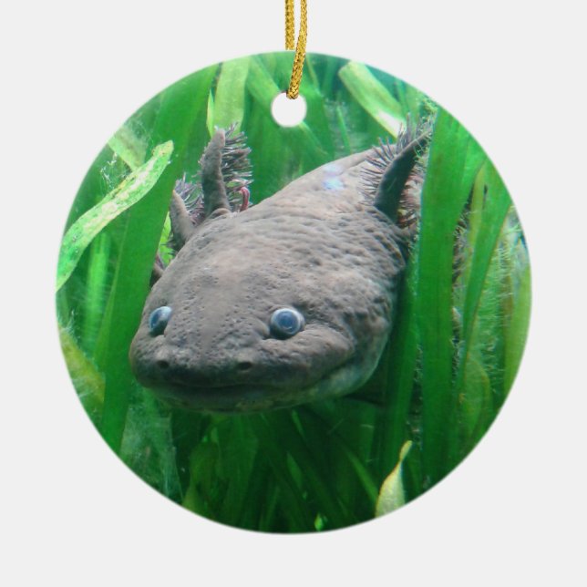 Ambystoma andersoni julgransprydnad keramik (Framsidan)