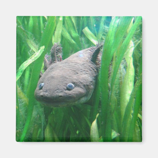 Ambystoma andersoni magnet (Framsidan)