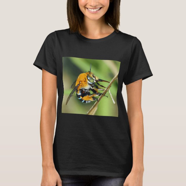 Amegilla cingulata t shirt (Framsida)