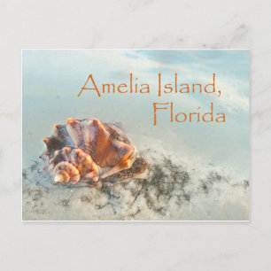 Amelia Island, FL Seashell-vykort Vykort