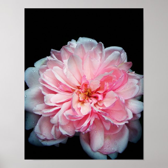 Amelia Ro Poster (Framsidan)