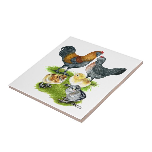 Ameraucana Kycklingfamilj Kakelplatta (Sidan)