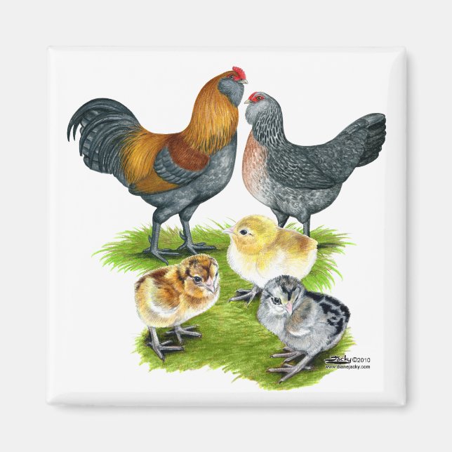 Ameraucana Kycklingfamilj Magnet (Framsidan)