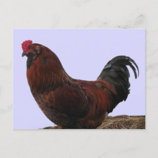 Ameraucana Tupp Vykort