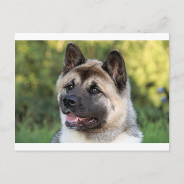 American Akita Hund Vykort (Framsida)