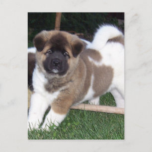 American Akita Puppy Hund Vykort