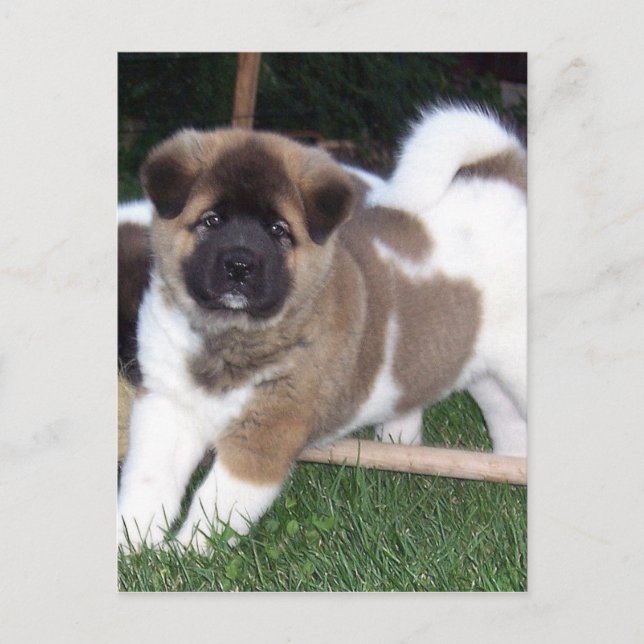 American Akita Puppy Hund Vykort (Framsida)