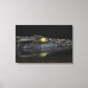 American Alligator Canvastryck