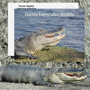 American Alligator Florida Everglades Wildlife Vykort