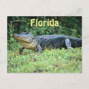 American Alligator i Florida Vykort