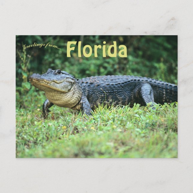 American Alligator i Florida Vykort (Framsida)