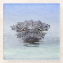 American Alligator – Lake Apopka Wildlife Drive