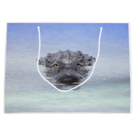 American Alligator – Lake Apopka Wildlife Drive