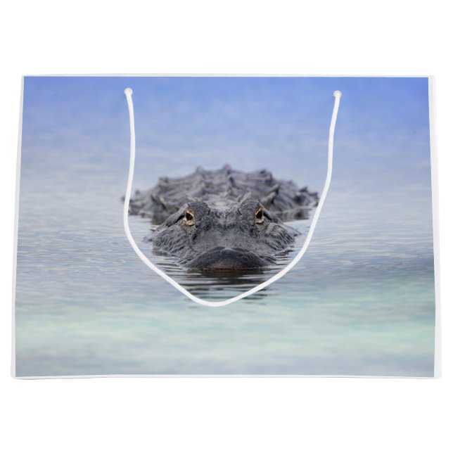 American Alligator – Lake Apopka Wildlife Drive (Framsidan)