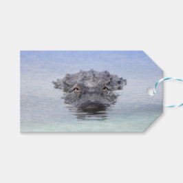 American Alligator – Lake Apopka Wildlife Drive Presentetikett