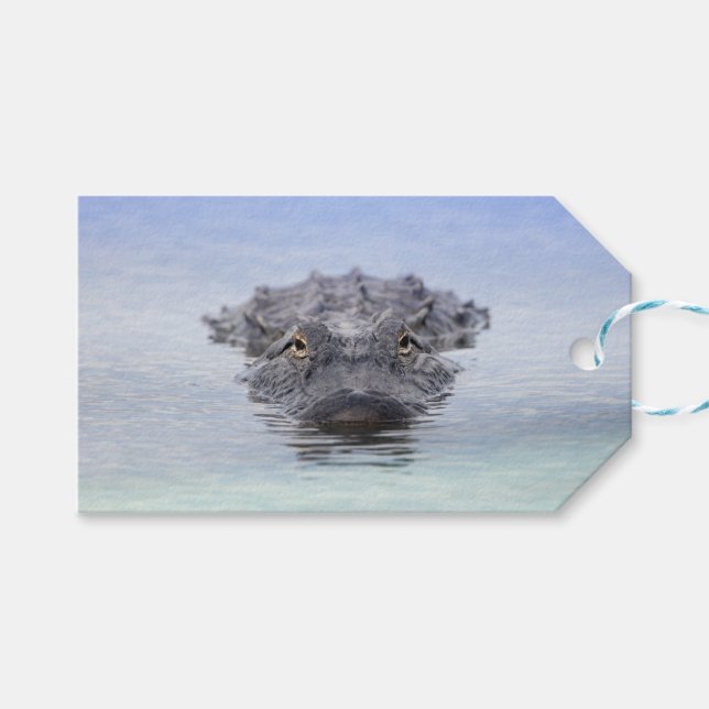 American Alligator – Lake Apopka Wildlife Drive Presentetikett (Framsidan (Horisontell))