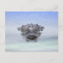 American Alligator – Lake Apopka Wildlife Drive Vykort