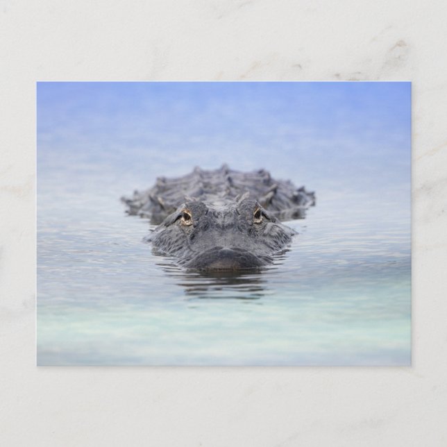 American Alligator – Lake Apopka Wildlife Drive Vykort (Framsida)