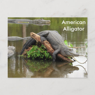 American Alligator - Learning Postcard Vykort