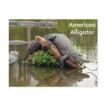 American Alligator - Learning Postcard
