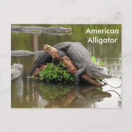 American Alligator - Learning Postcard Vykort