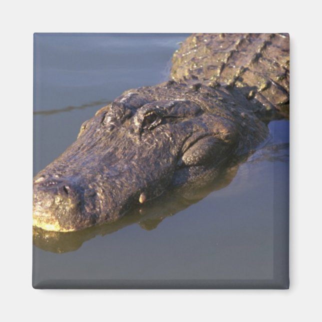 American Alligator Magnet (Framsidan)