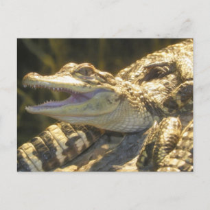 American Alligator Mouth Open Vykort