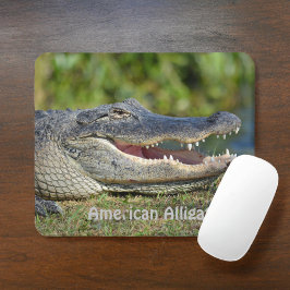 American Alligator Musmatta