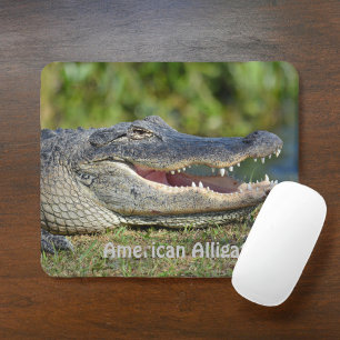 American Alligator Musmatta
