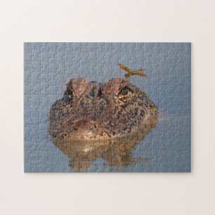 American Alligator och Dragonfly - Wildlife Photo Pussel