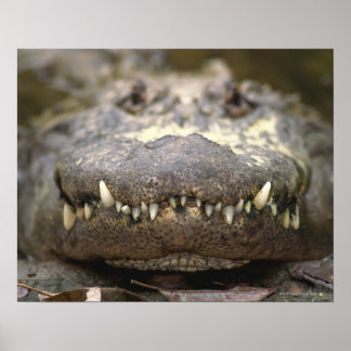 American Alligator Poster