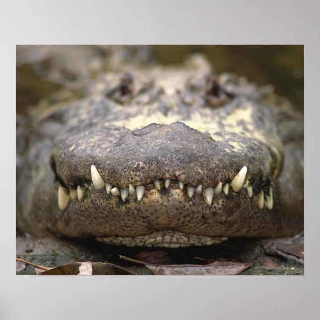 American Alligator Poster (Framsidan)