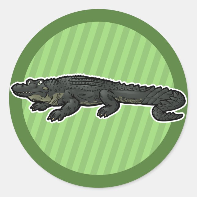 American Alligator Runt Klistermärke (Framsida)